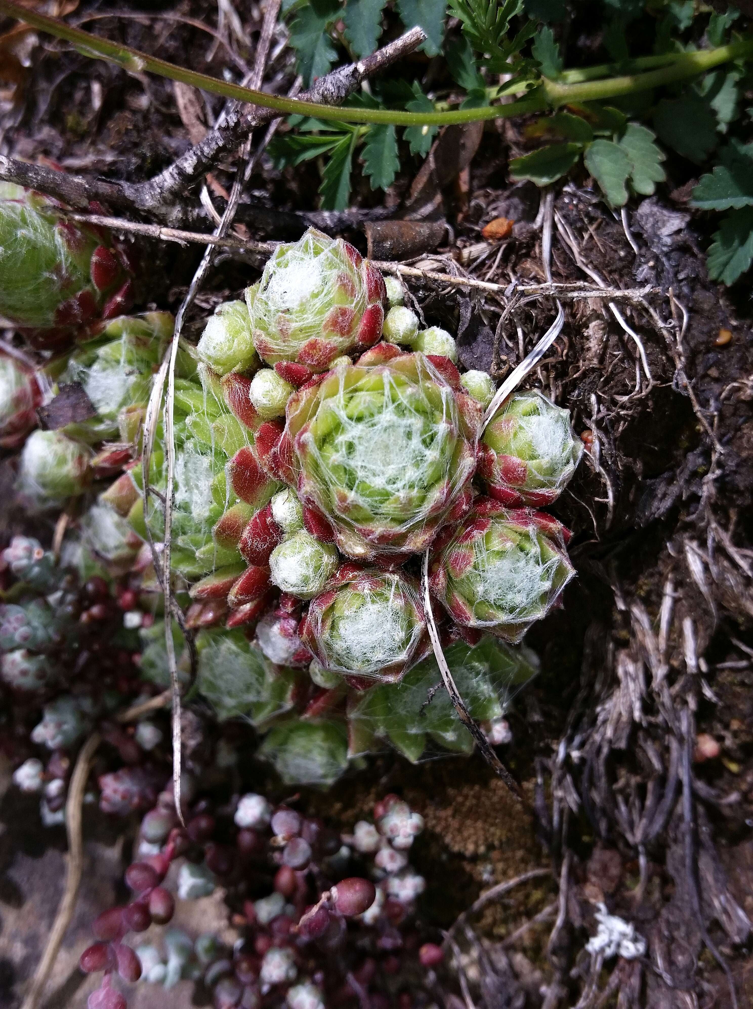 Image of Cobweb Houseleek