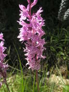 Image of Dactylorhiza fuchsii subsp. fuchsii