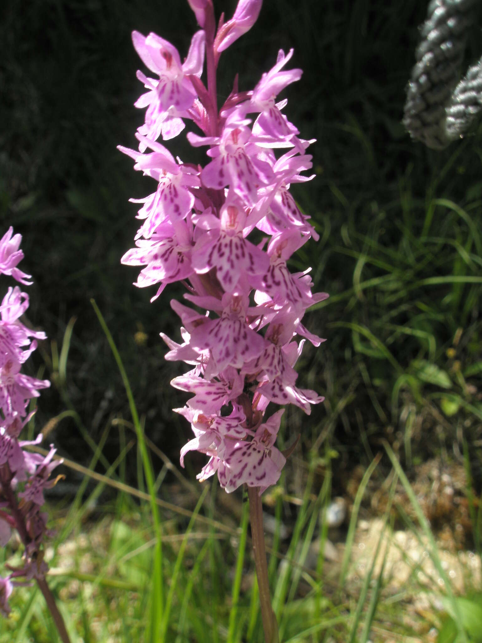 Image of Dactylorhiza fuchsii subsp. fuchsii