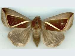 صورة Chalciope alcyona Druce 1888