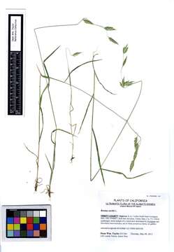 Imagem de Bromus sterilis L.