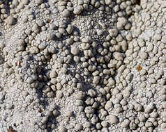 Lecanora rupicola (L.) Zahlbr. resmi