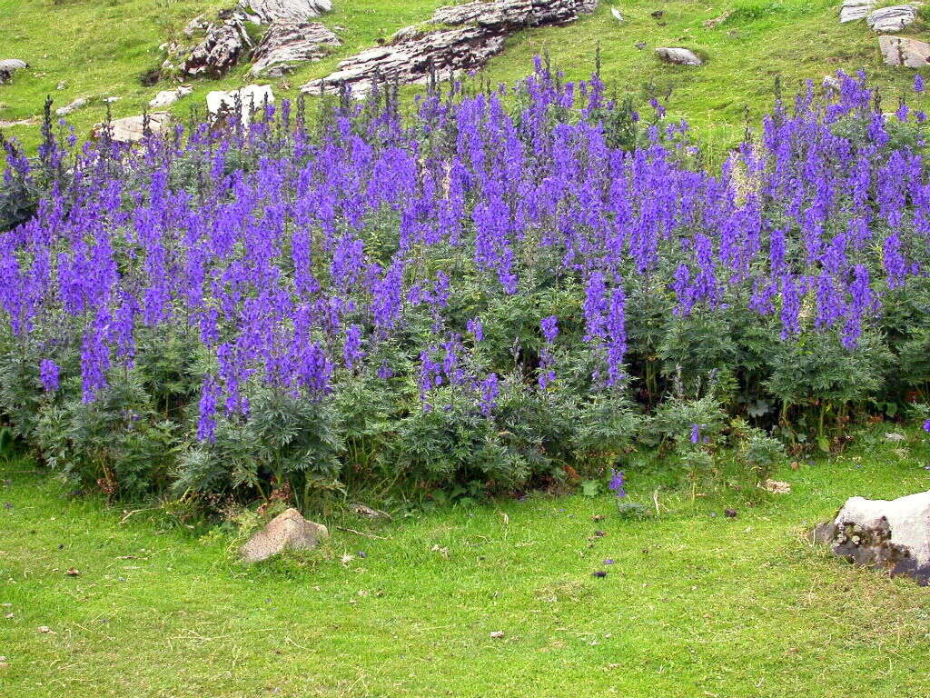 Слика од Aconitum napellus L.