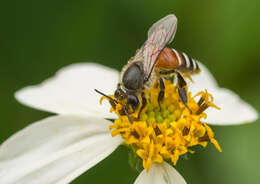 Image of Asian dwarf honey bee