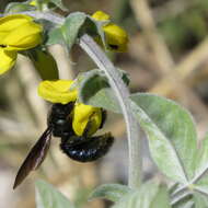 Imagem de Xylocopa californica Cresson 1864