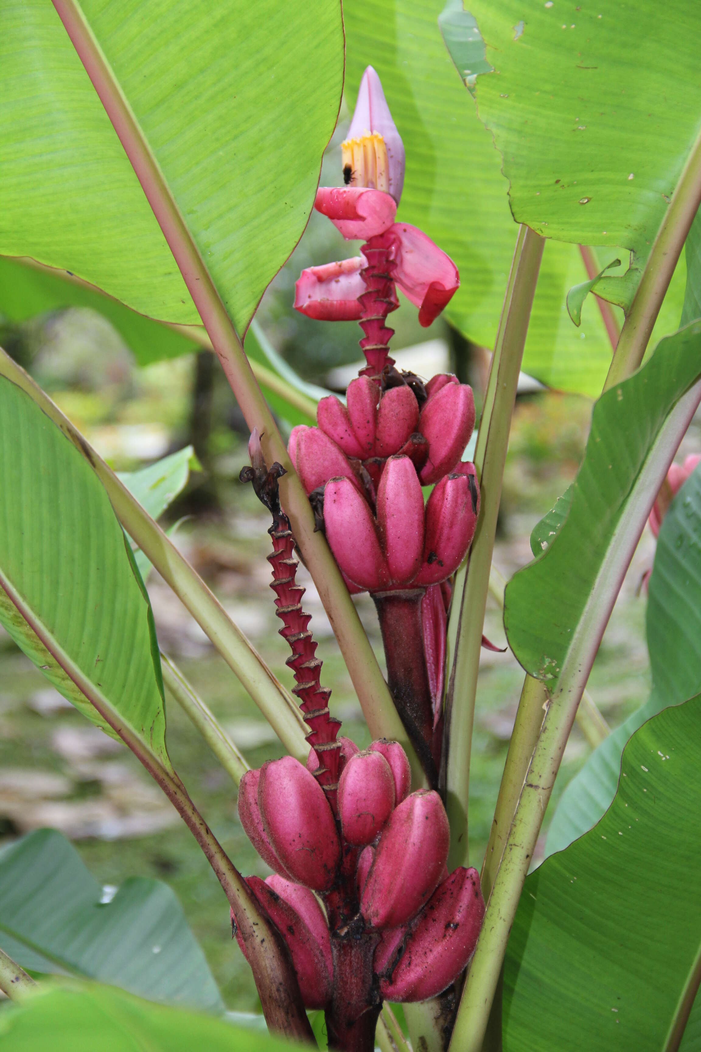 Image of Musa rosea Baker