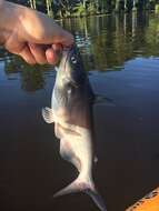 Image of Blue catfish