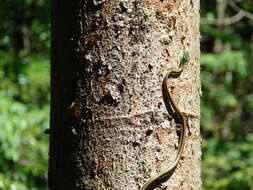 Image of Mexican Parrot Snake