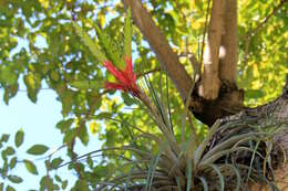 Image of Cardinal Air Plant