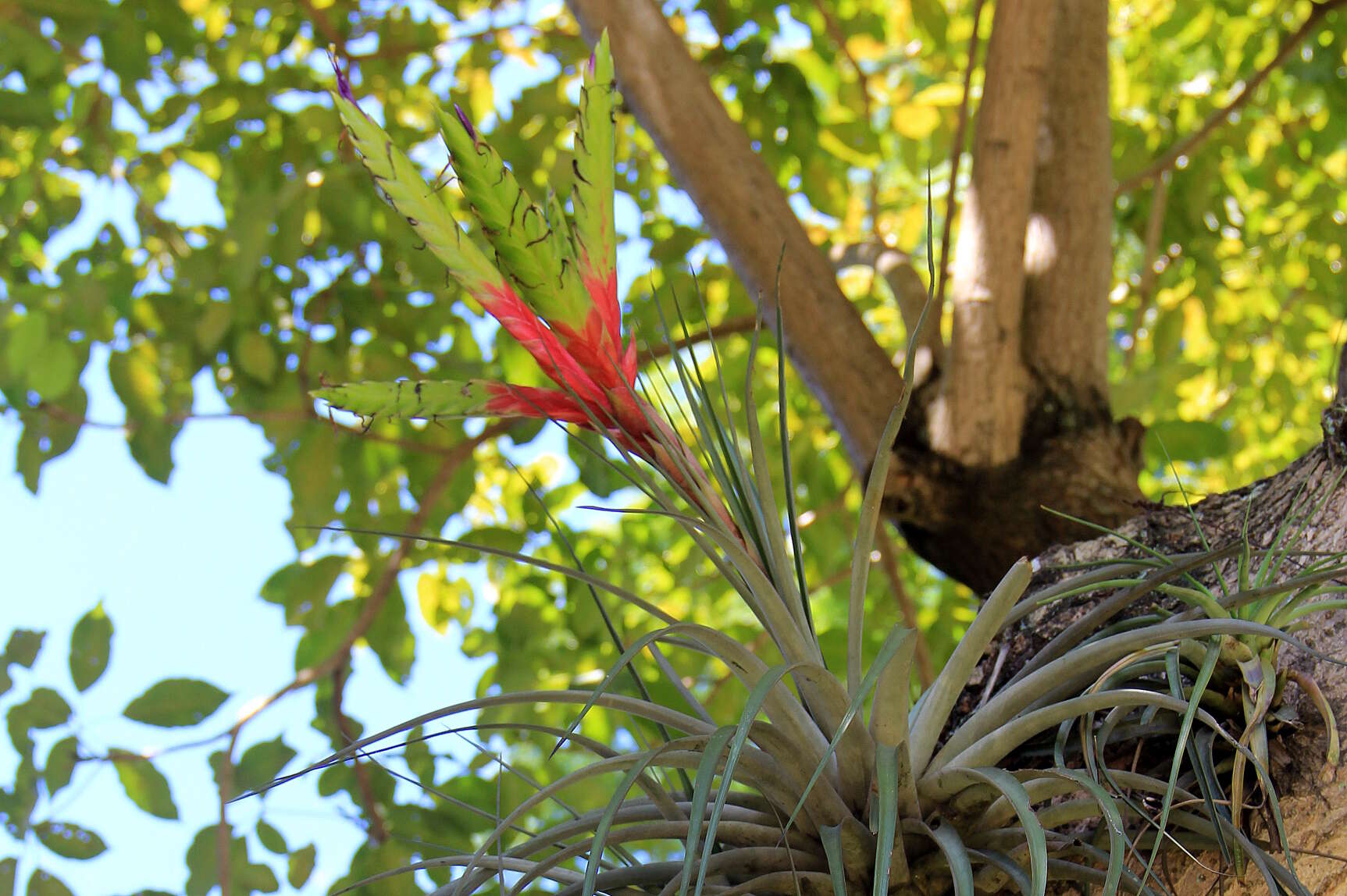 Image de Tillandsia fasciculata Sw.