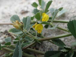 Image of water medick