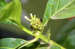 Image of Indian mulberry