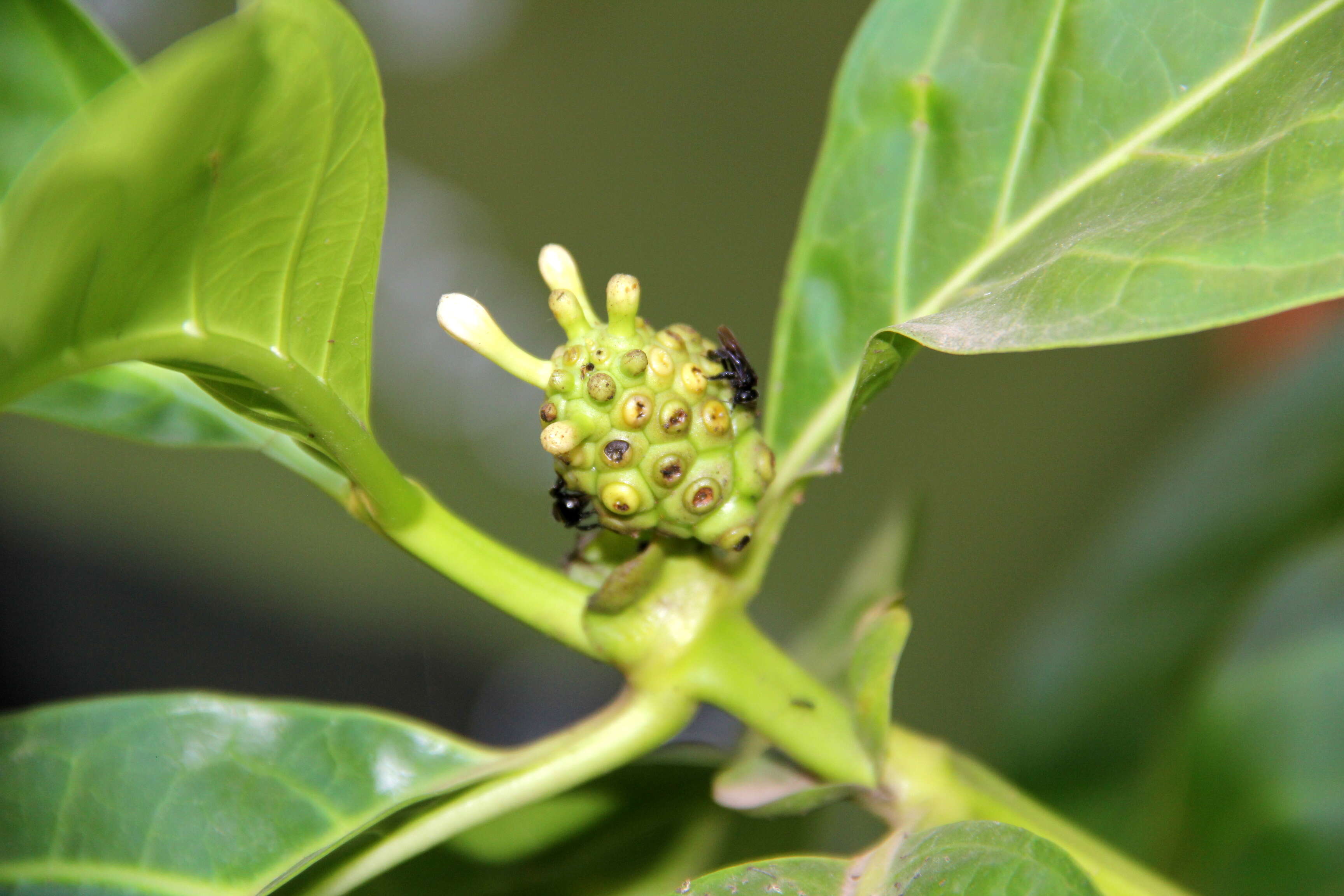 Image of Indian mulberry