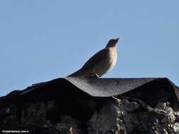 صورة Turdus nudigenis Lafresnaye 1848