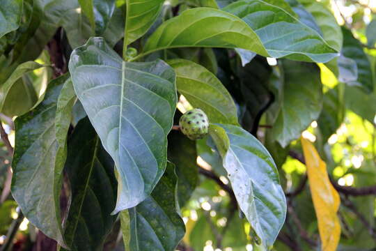 Image of Indian mulberry