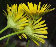 Image of plantain false leopardbane