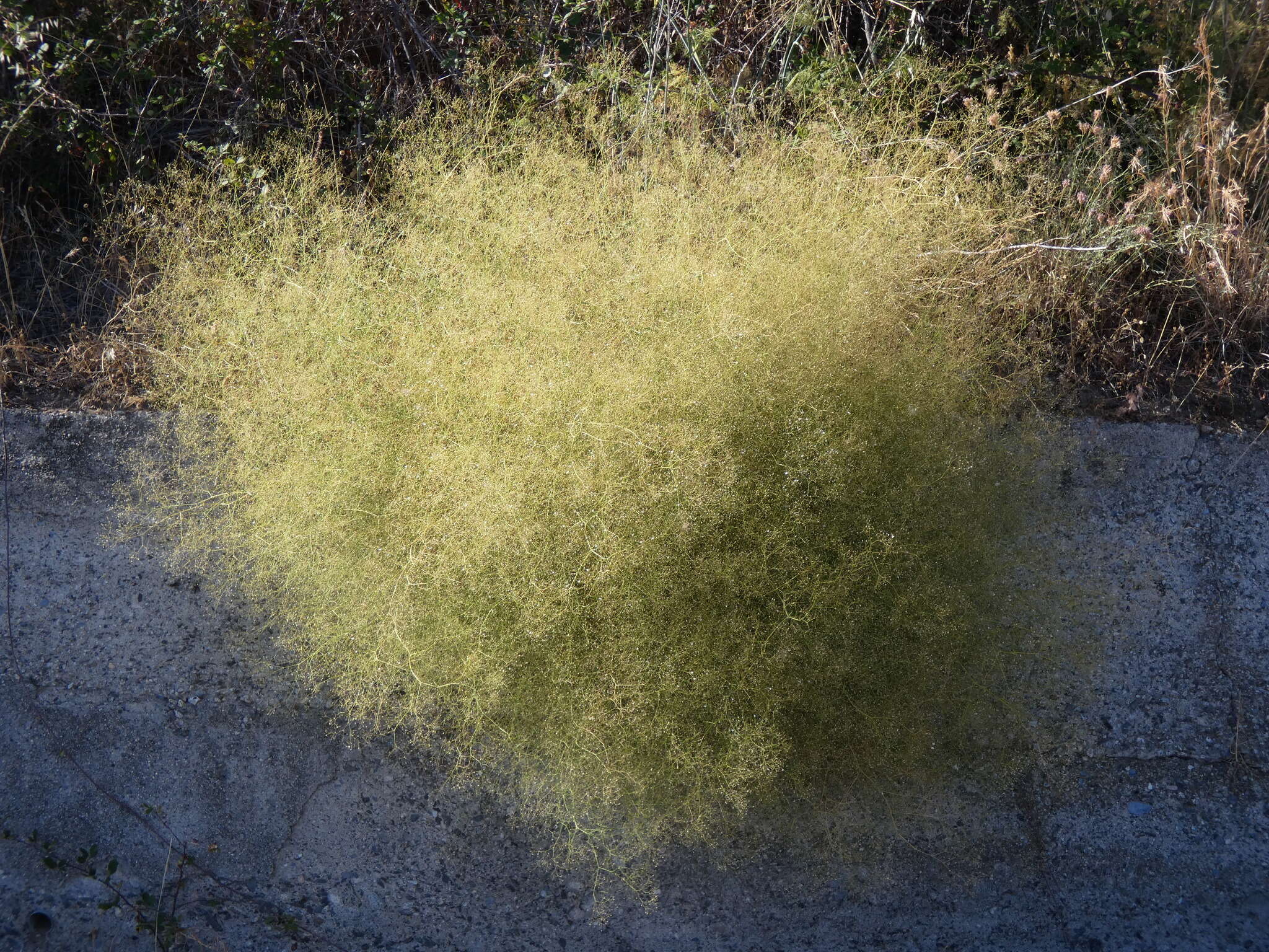 Image of Arrost's baby's-breath