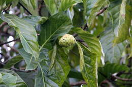 Image of Indian mulberry