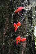 Image of Columnea microcalyx Hanst.