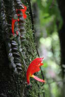 Image of Columnea microcalyx Hanst.