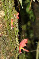 Image of Columnea microcalyx Hanst.