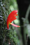 Image of Columnea microcalyx Hanst.