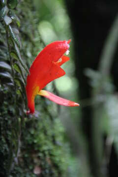 Image of Columnea microcalyx Hanst.