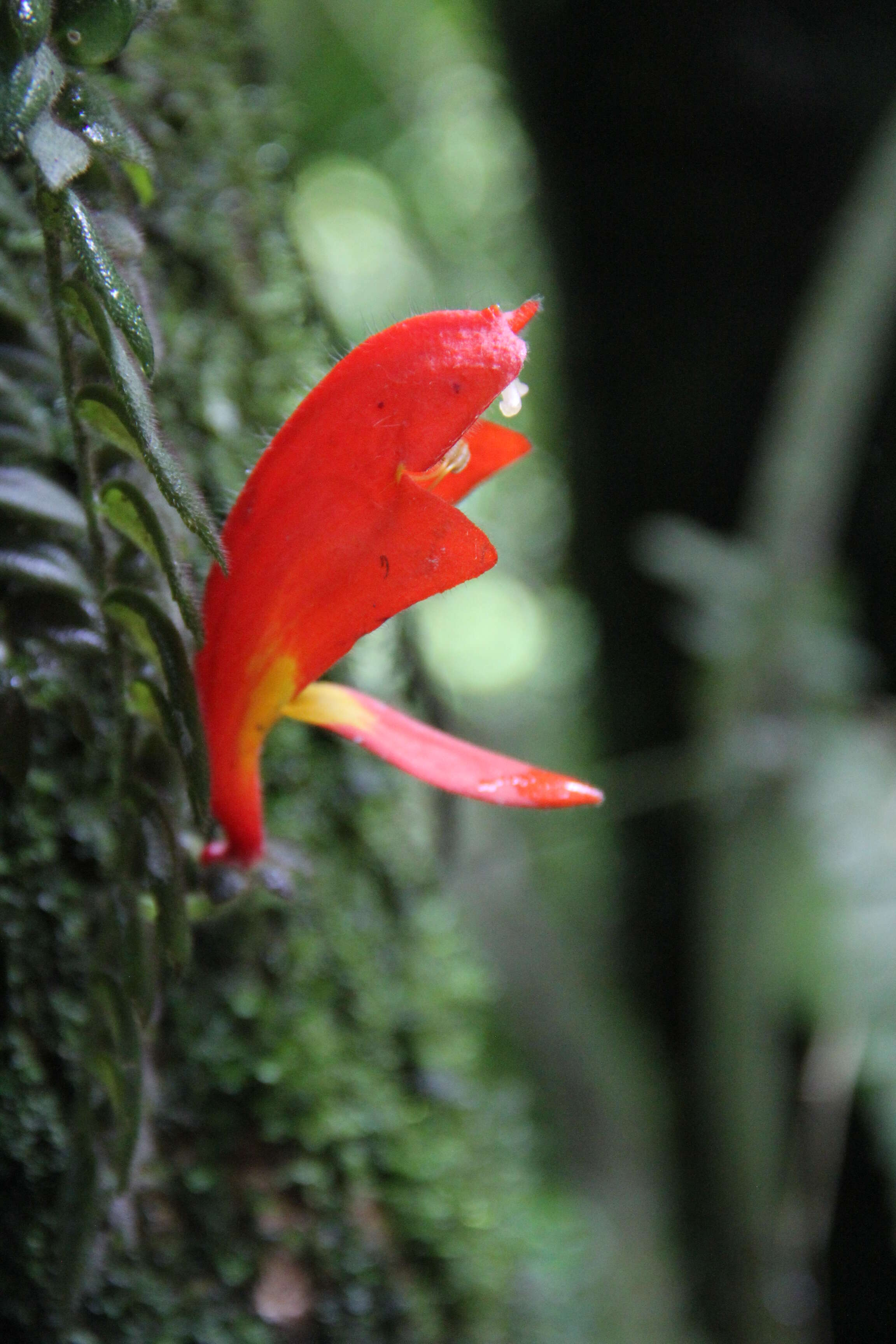 Image of Columnea microcalyx Hanst.