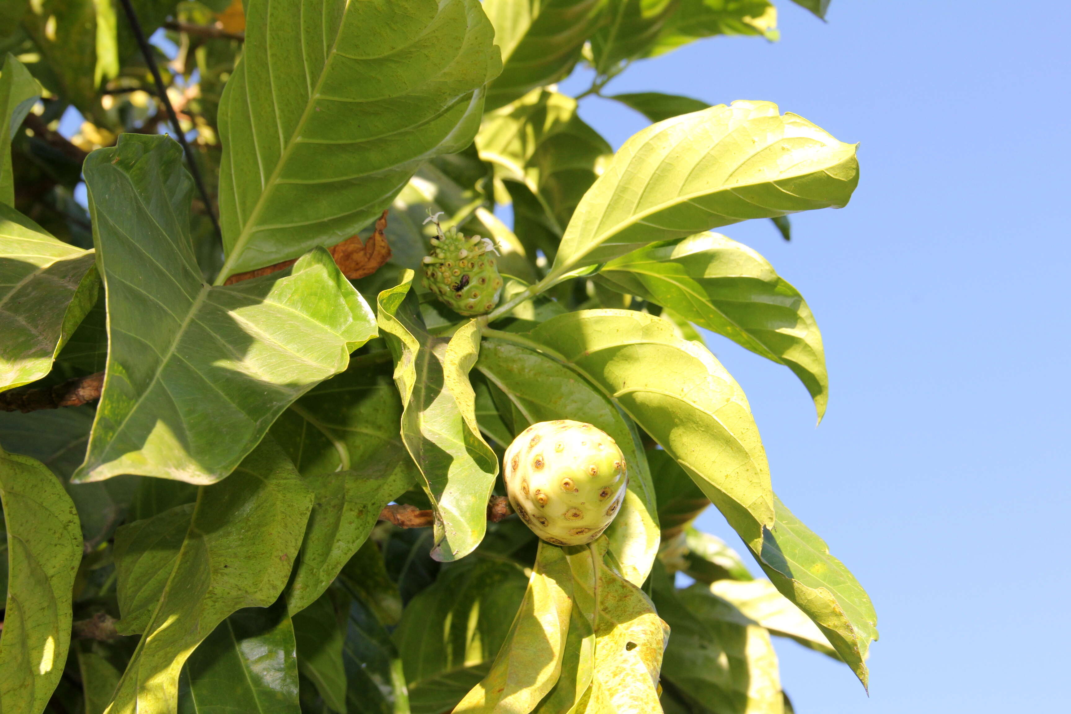 Image of Indian mulberry