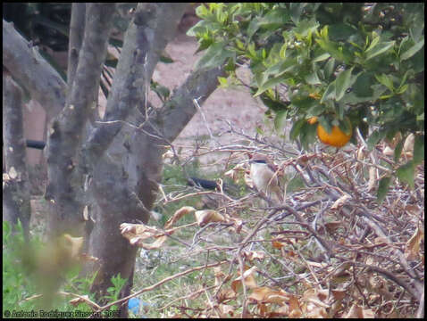 Image of Brown Shrike