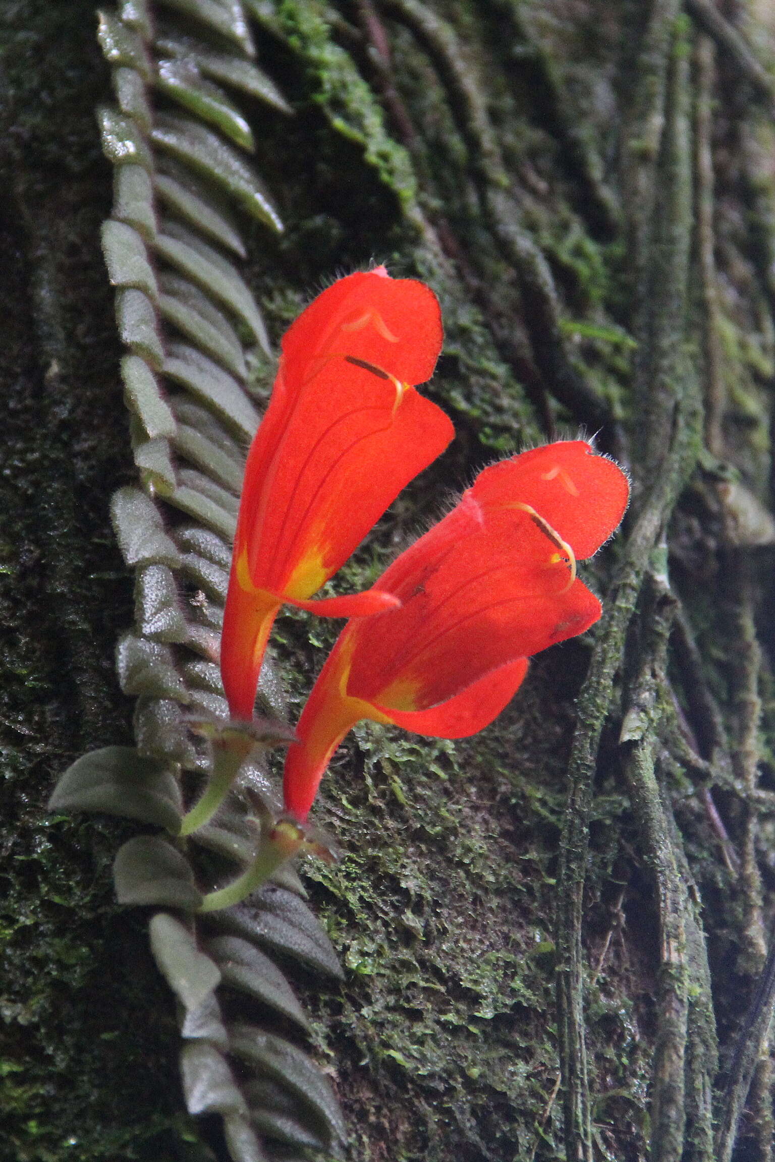 Image of Columnea microcalyx Hanst.