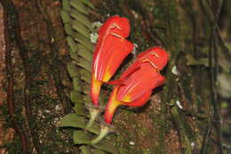 Image of Columnea microcalyx Hanst.