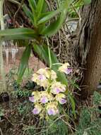 Image of Aerides houlletiana Rchb. fil.