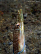 Image of Bluethroat Pikeblenny