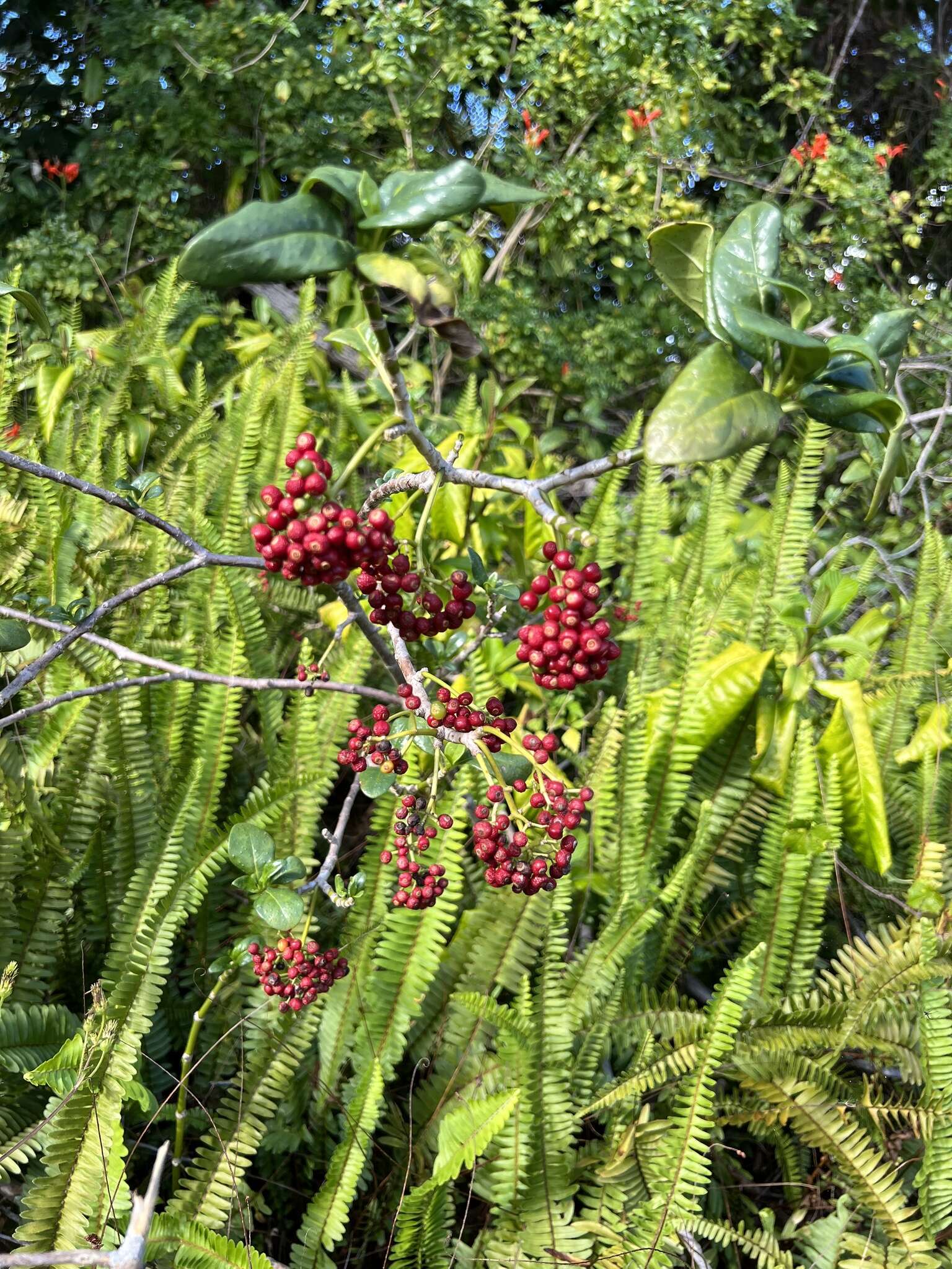 Plancia ëd Psychotria punctata Vatke