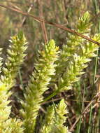 Image of Polygala carteri