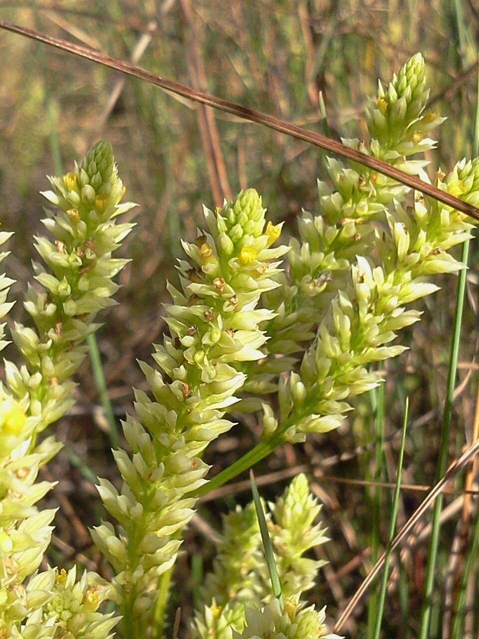 Image of Polygala carteri