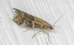 Image of Brower's Vitula Moth