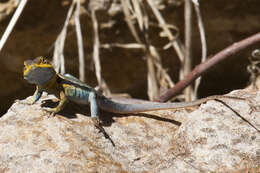 Image of Tawny Crevice-dragon