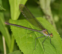 Image of Appalachian Jewelwing