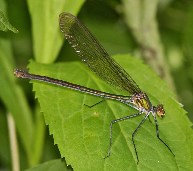 Image of Appalachian Jewelwing