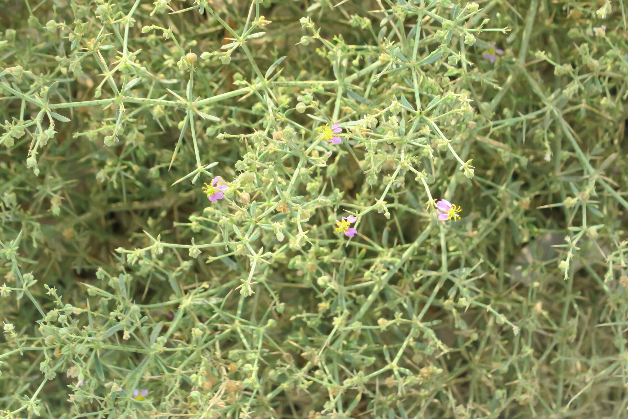 Image of Fagonia indica Burm. fil.