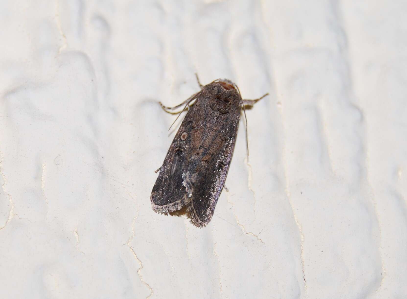 Image of beet armyworm