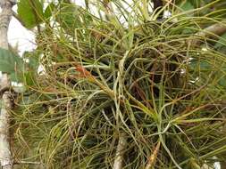 Image of Tillandsia schiedeana Steud.