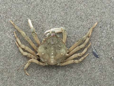 Image of doubtful spider crab