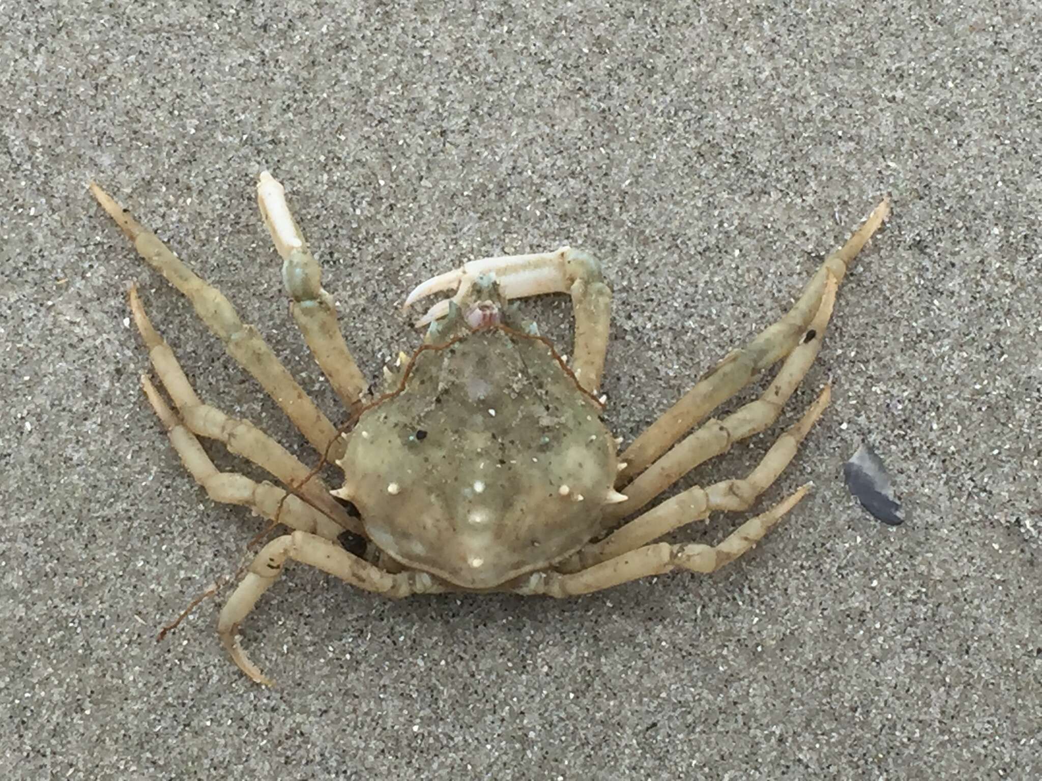 Image of doubtful spider crab