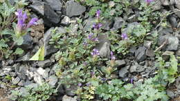 Image de Scutellaria grandiflora Sims