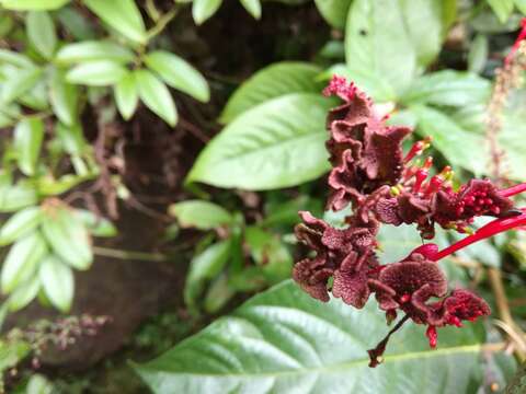 Image of Cardinal's guard flower