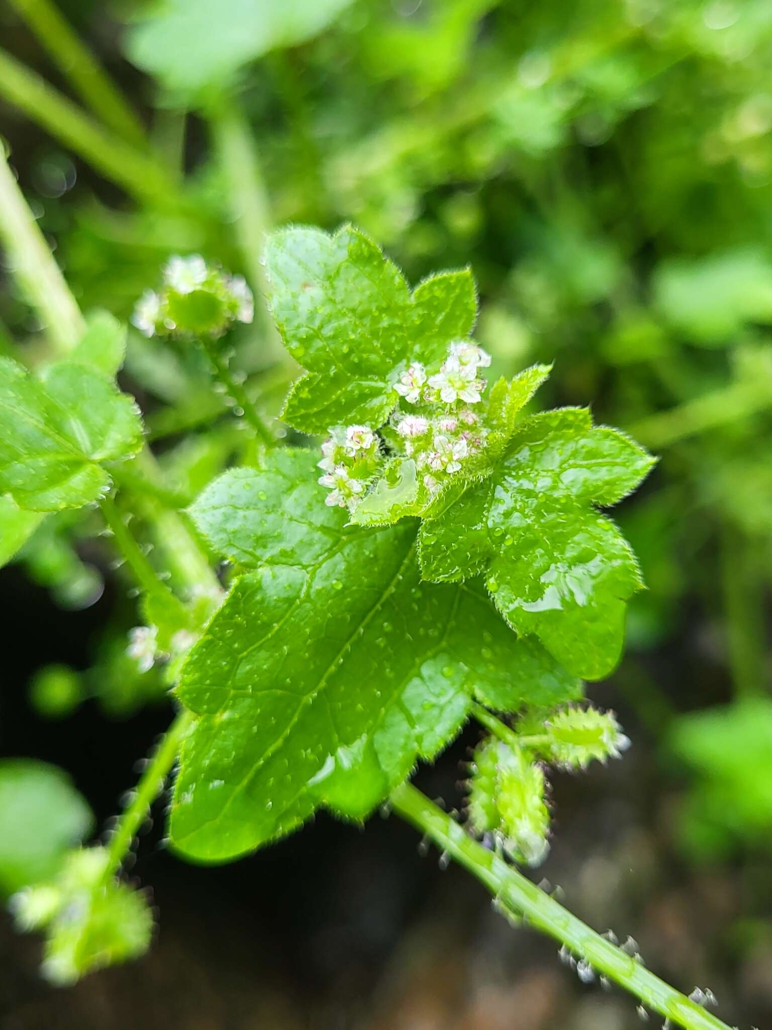 Image of Drusa glandulosa (Poir.) H. Wolff ex Engl.