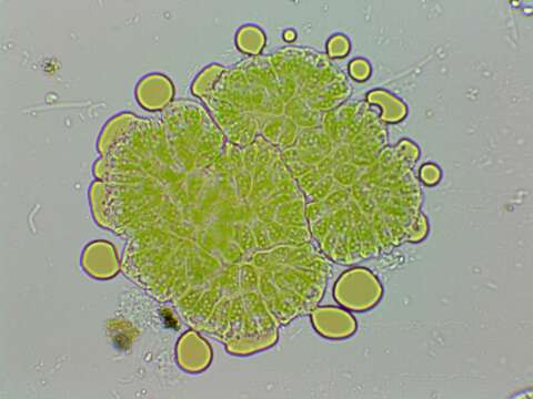 Image of Elliptochloris